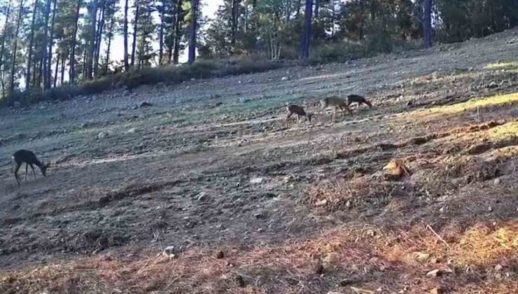 Karaca ailesi Ganos Dağları’nda fotokapana takıldı