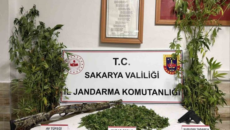 Ormanlık araziden kenevir hasat ederken suçüstü yakalanan şahıs tutuklandı