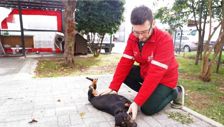 Şişli Belediyesi’nden sokak hayvanlarına şefkat eli