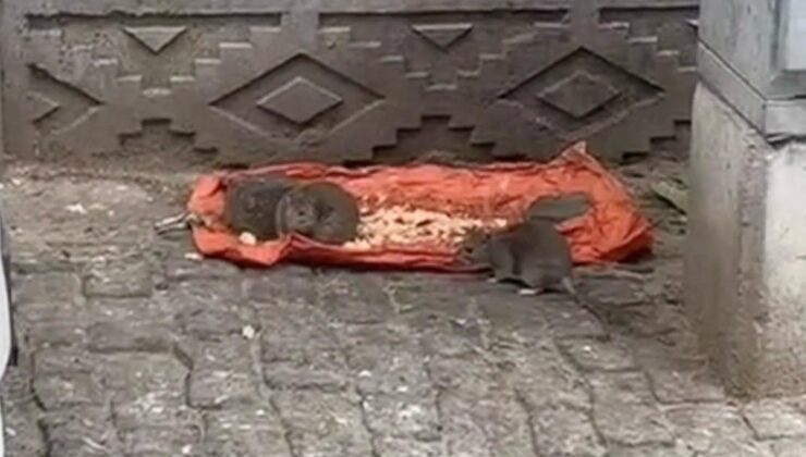 Tekirdağ’da vatandaşlar tedirgin: “Fareler sokakları bastı”