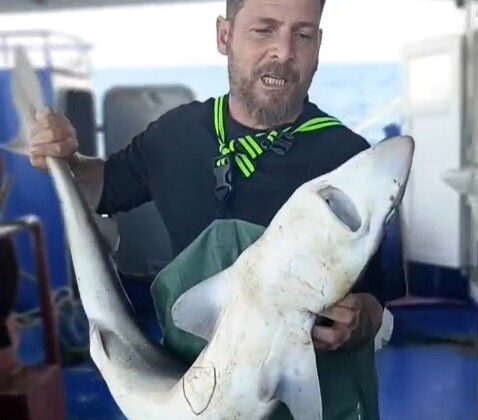 Ağa takılan köpekbalığı denize bırakıldı