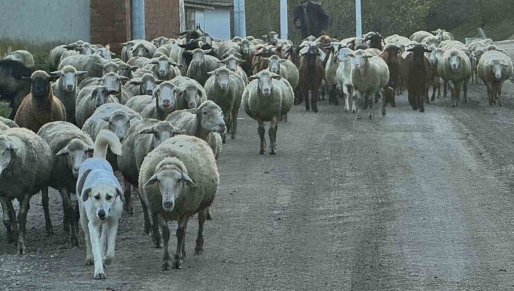 Aylık 50 bin liraya çoban bulamıyorlar