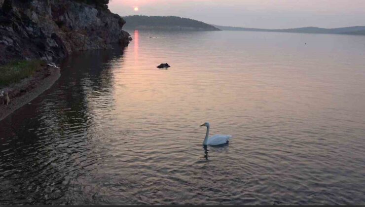 Ayvalık’ta sevimli kuğu Paşa Limanı’nın simgesi oldu