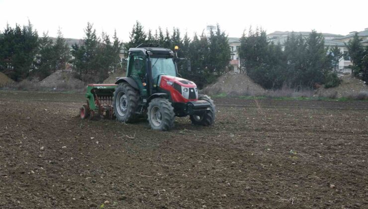 Büyükçekmece’de atıl araziler buğdayla buluştu