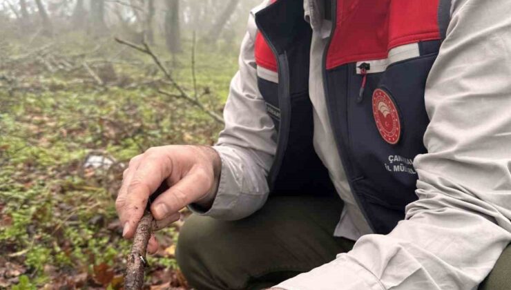 Çanakkale’de hububat zararlısı süneye geçit yok