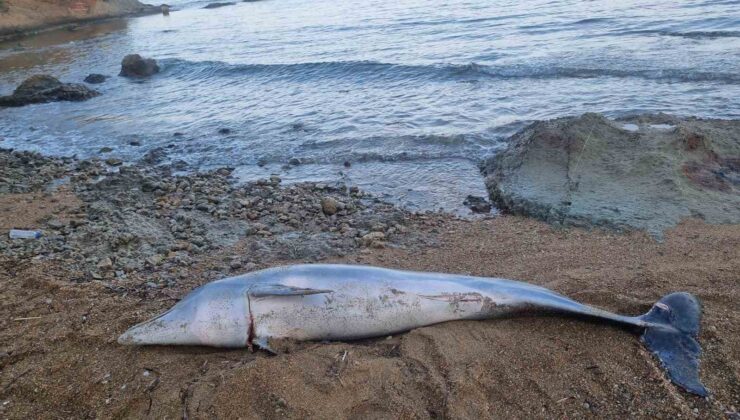 Çanakkale’de ölü yunus balığı sahile vurdu