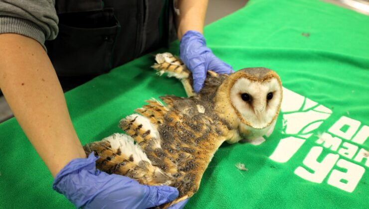 Doğanın şifası Ormanya’da: “Bu merkez yaban hayvanlarına umut oluyor”