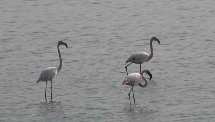 Hersek Lagünü’nde flamingo popülasyonu artıyor