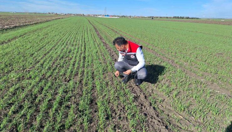 Hububat tarlalarında ’ekin kambur böceği’ tehlikesi