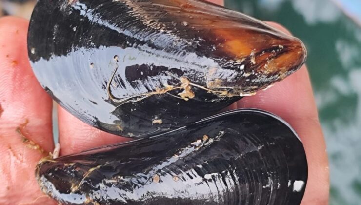 İstanbul’daki gıda zehirlenmesi ve kaçak midye gerçeği