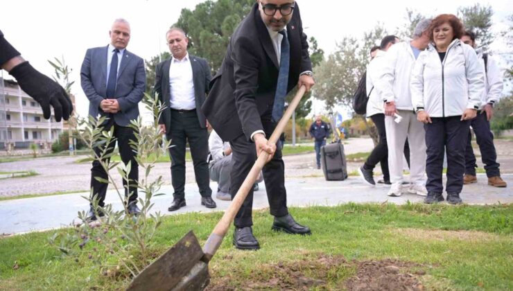 Kar Spor İda Ultra öncesinde zeytin fidanları toprakla buluştu