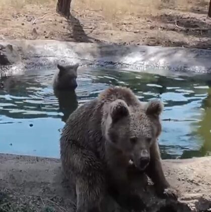 Kış uykusundan önce son banyo