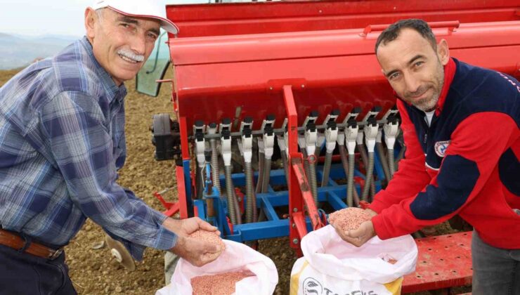 Kocaeli’de çiftçilere yüzde 75 hibeli tohum desteği
