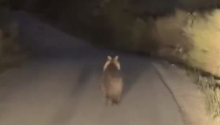 Köy yolunda ayı ile araç yarıştı