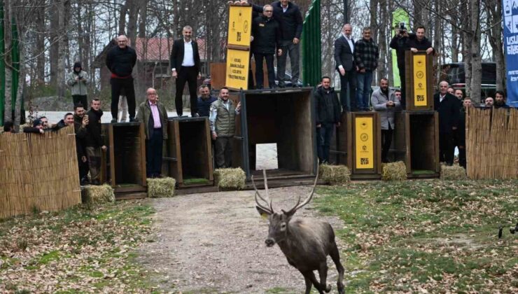 Kuzuyayla’nın GPS’li geyikleri