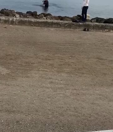 Mudanya sahilinde oltaya takılan martıyı vatandaş kurtardı