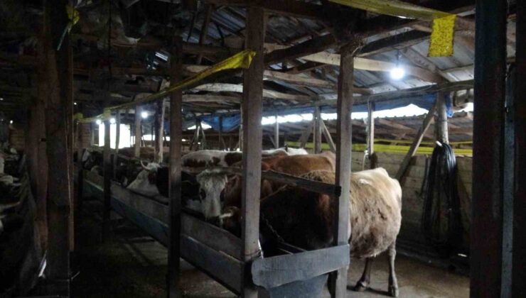 Şile’de şap alarmı: 3 köy karantinada, 18 mahalle gözetim altında