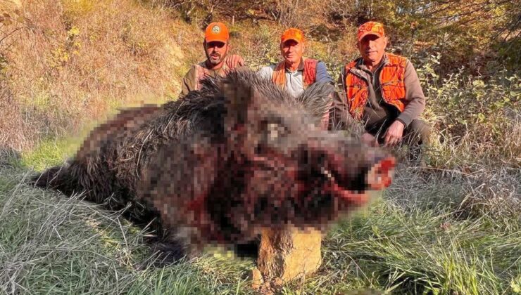 Tekirdağ’da avcılar bile şaşırdı: 300 kiloluk yaban domuzu avlandı