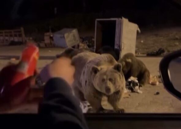 Uludağ’da ayı ailesine sucuk ziyafeti çekerken saldırıya uğradı