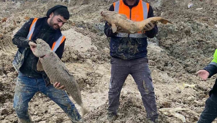Arnavutköy’de İBB’nin döküm sahasına çevirdiği Mavi Göl’de balıklar can çekişiyor
