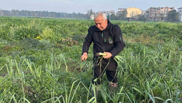 Ata tohumundan ilaç kullanılmadan üretiliyor, Kent Lokantası’ndaki yemeklerde kullanılıyor