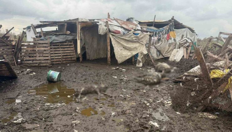 Avcılar’da başıboş köpekler koyun sürüsüne saldırdı: 10 hayvan telef oldu