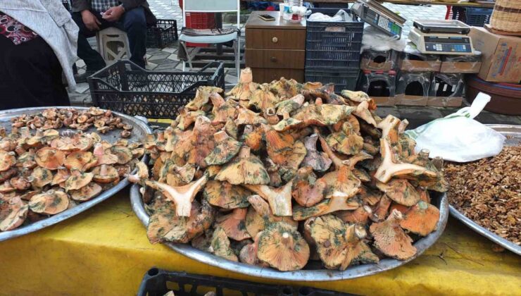 Balıkesir’de yağmur yağdı, mantar fışkırdı