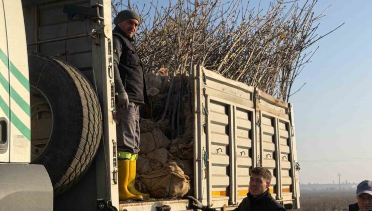 Bandırma’nın 55’inci kırsal mahallesinde 350 ağaç toprakla buluştu