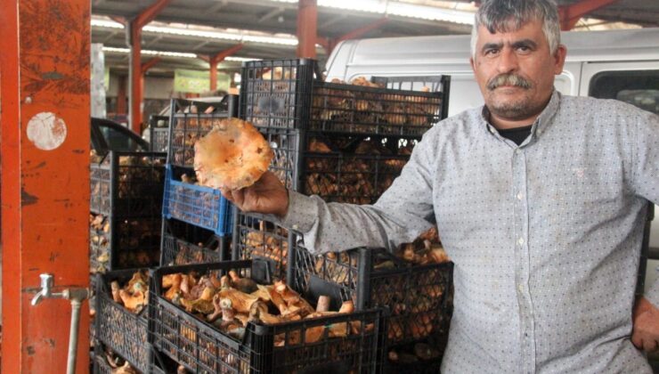 Bayramiç’te kanlıca mantarı köylünün gelir kapısı oldu