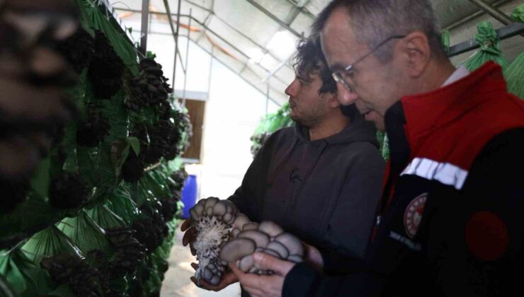 Bilecik’te yüzde 100 hibeli istiridye mantar üretimi başladı