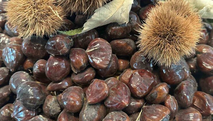 Bursa kestanesinin geleceği konuşuldu