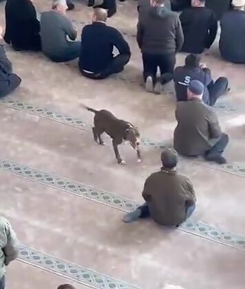 Camiye giren pitbull tedirginliğe neden oldu