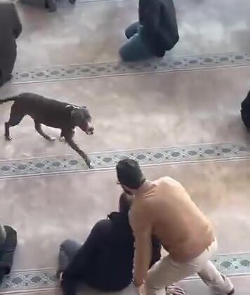 Camiye giren pitbull yakalandı, sahibine işlem yapıldı