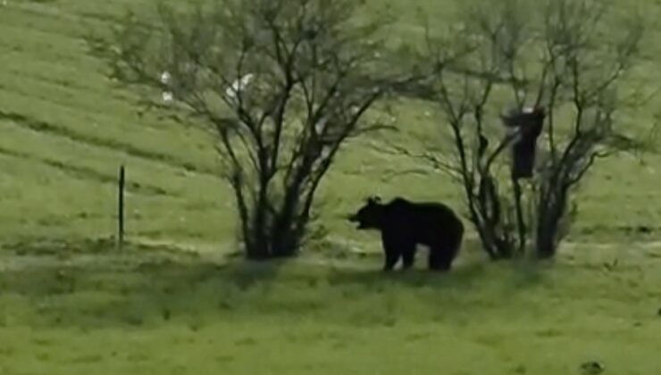 Çanakkale’de köy yoluna inen ayı cep telefonu kamerasına yansıdı
