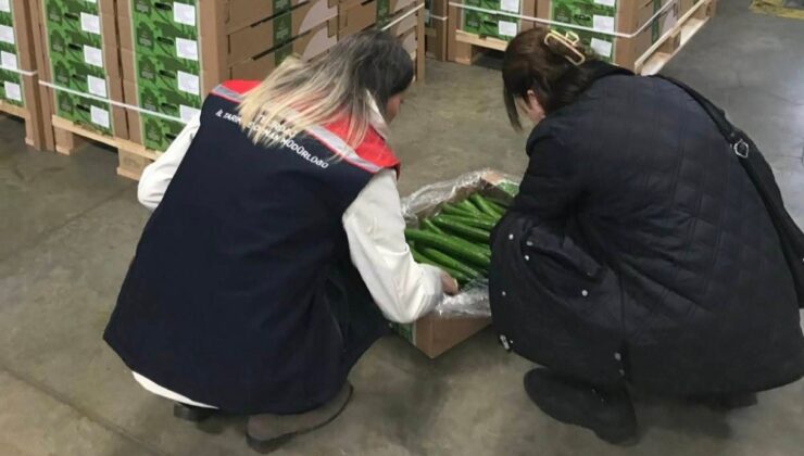 Çorlu’dan Hollanda’ya salatalık ihracatı