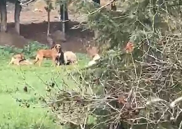 Derince’de başıboş köpek tepkisi: “30’a yakın köpek bir arada dolaşıyor”