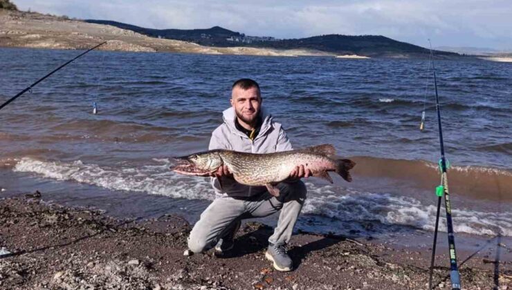 (Düzeltme) Sındırgı’da dev turna balığı yakalandı