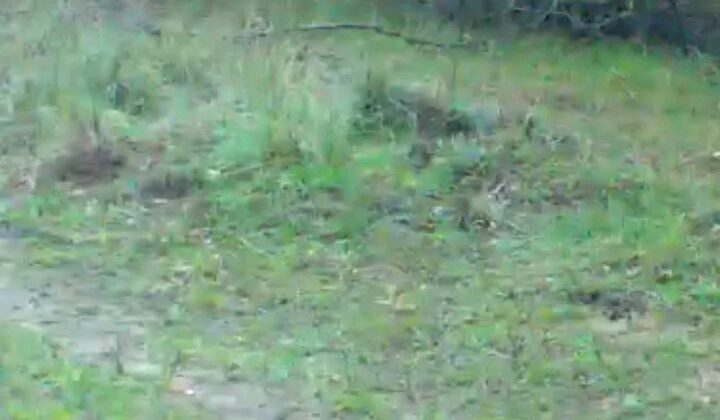 Fotokapanına takılan iki tavşan gülümsetti