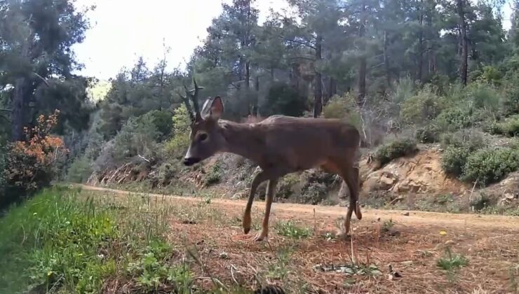 Ganos Dağları’nda fotokapan iki karacayı görüntüledi