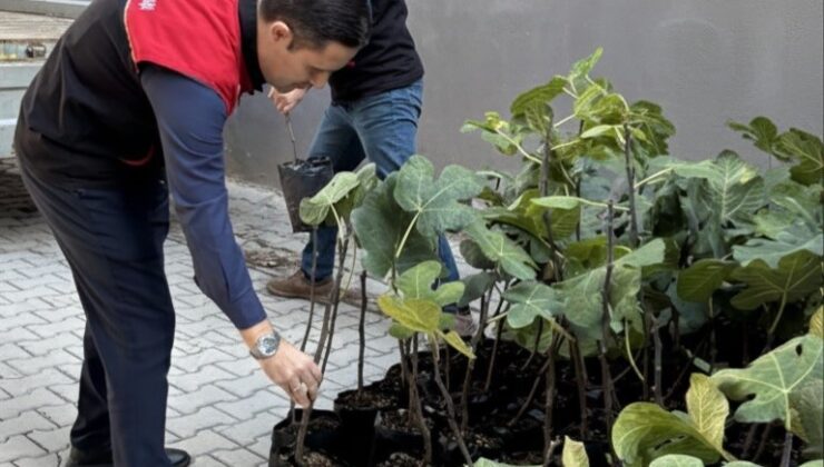 Gömeç’te incir üretimini artıracak adım, 499 sertifikalı fidan dağıtıldı