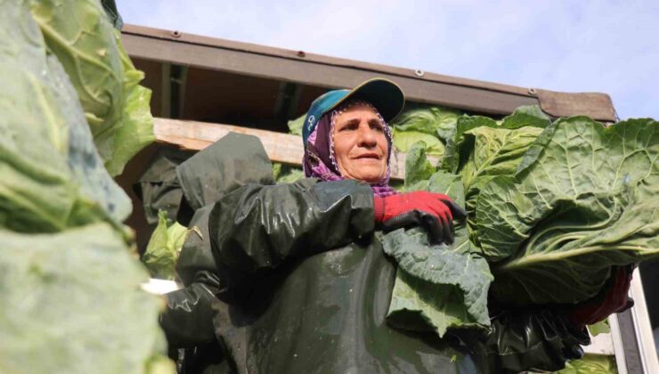 Hasadın yükünü kadınlar taşıyor: Yağmur, çamur demeden bin bir zorluklarla çalışıyorlar