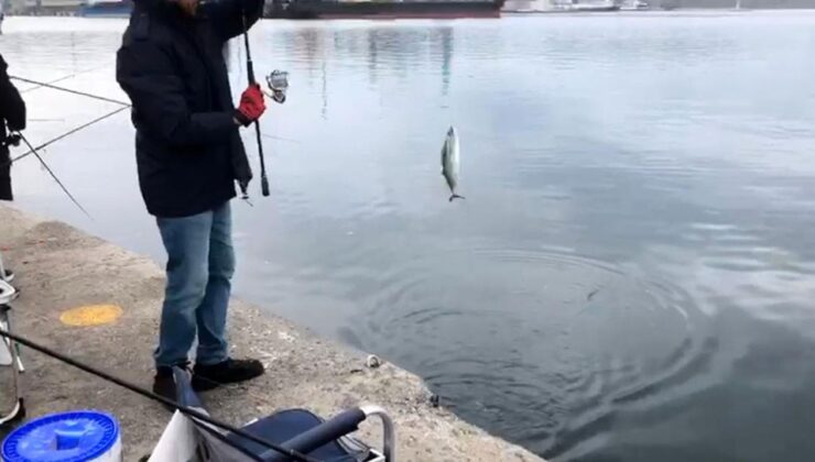 İskelede palamut bereketi