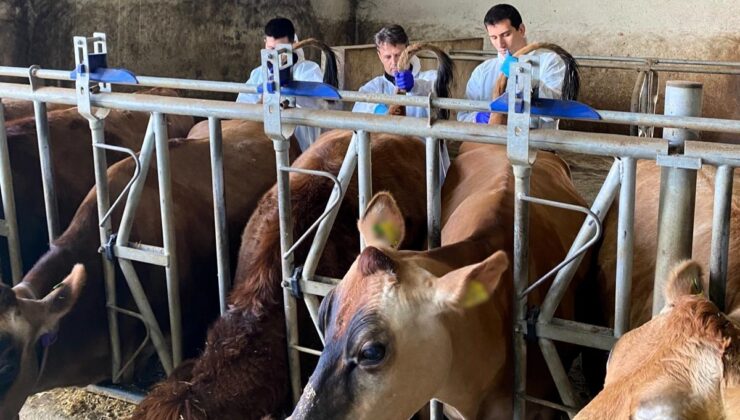 Kırklareli’nde büyükbaş hayvan işletmelerinde hastalıktan ari kontrolleri