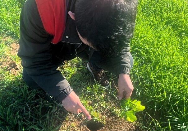 Kofçaz’da tarla faresine karşı etkin mücadele: Tarım arazilerinde fare tehdidi
