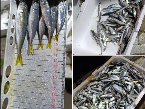 Küçük boyda avlanan balıklara el konuldu