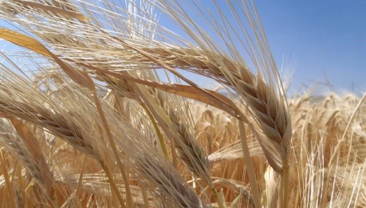 Kuraklık arpa ekimini artırdı