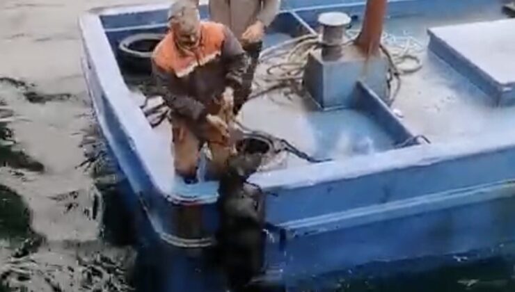 Lapseki’de iskelede denize düşerek sürüklenen köpeğin yardımına balıkçılar yetişti