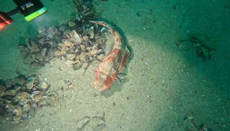 Marmara Denizi’nin ekolojik yapısı mercek altında
