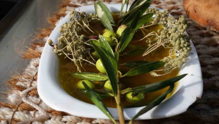 Oleolog Dr. Kıvrak: “Erken ve olgun hasat zeytinyağları farklı içeriklere sahiptir”