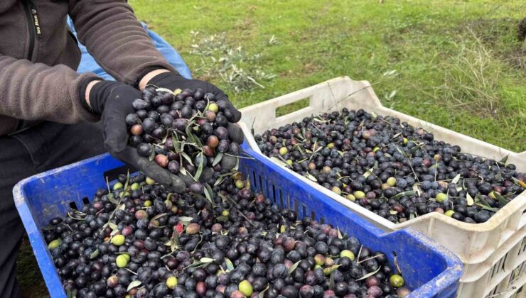 Orta Sakarya Vadisi’ndeki mikroklima etkisine sahip Osmaneli’nde zeytinler hasat sona erdi